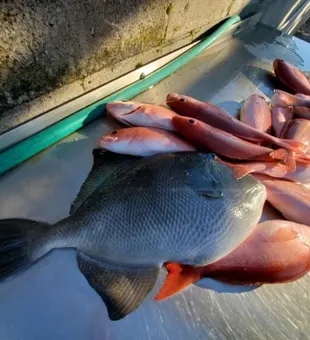 best destin florida fishing charters